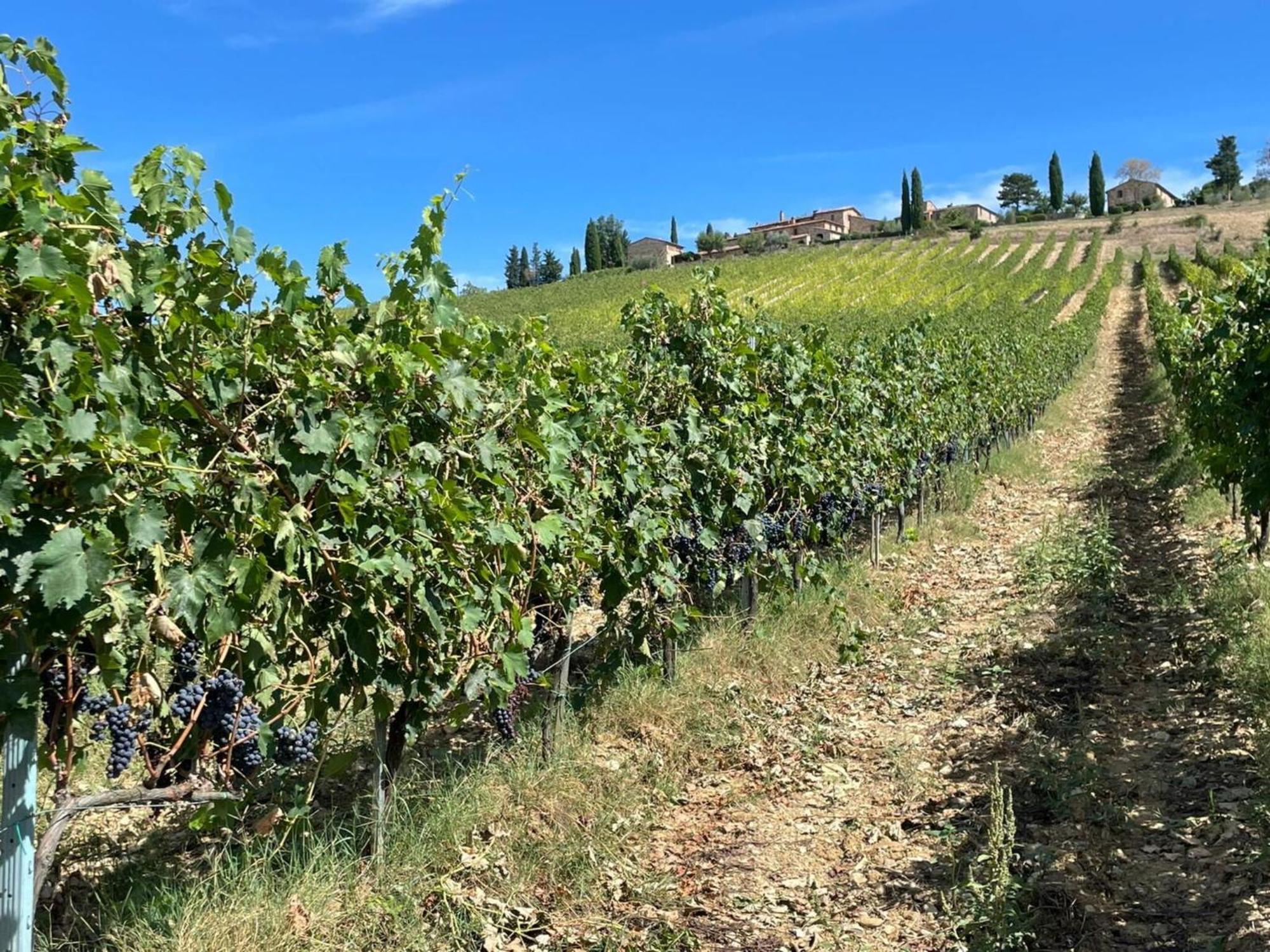 La Corte Di Campalli By Salogi Villas Castellina in Chianti Luaran gambar