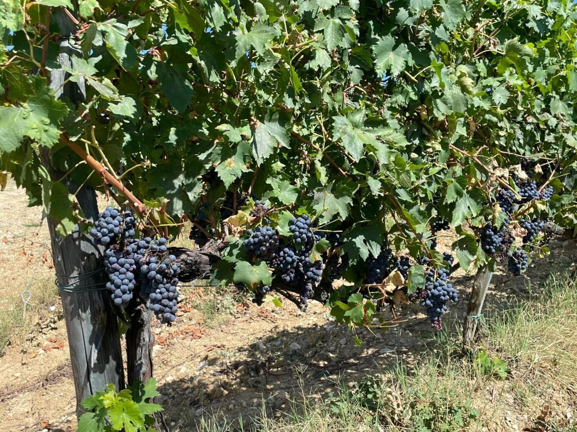 La Corte Di Campalli By Salogi Villas Castellina in Chianti Luaran gambar